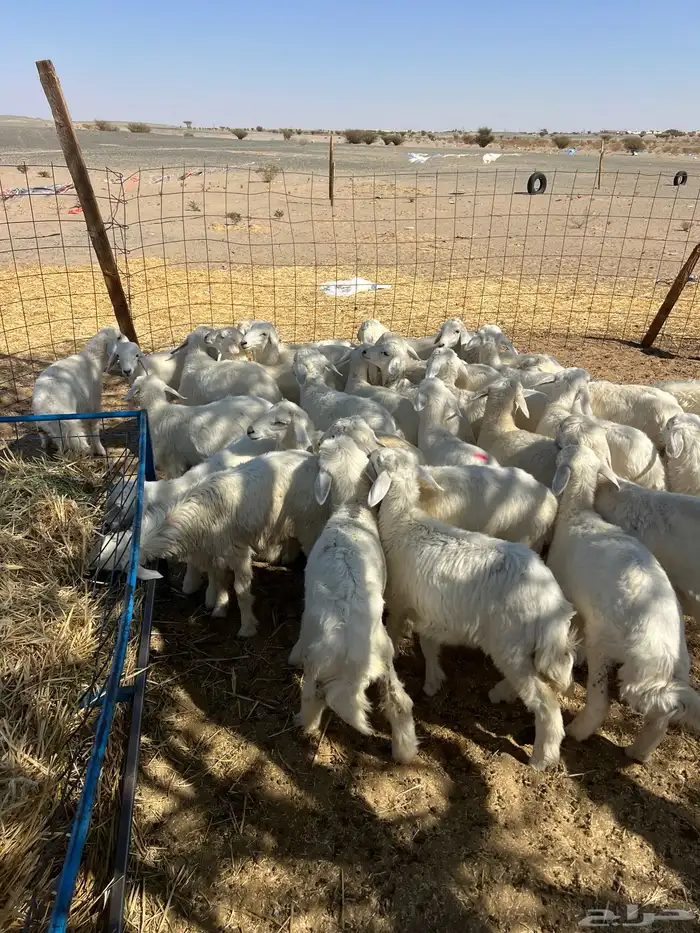 بهم تربيه من شهرين ونص إلى ثلاثة بهم نظيف العدد45 راس 4