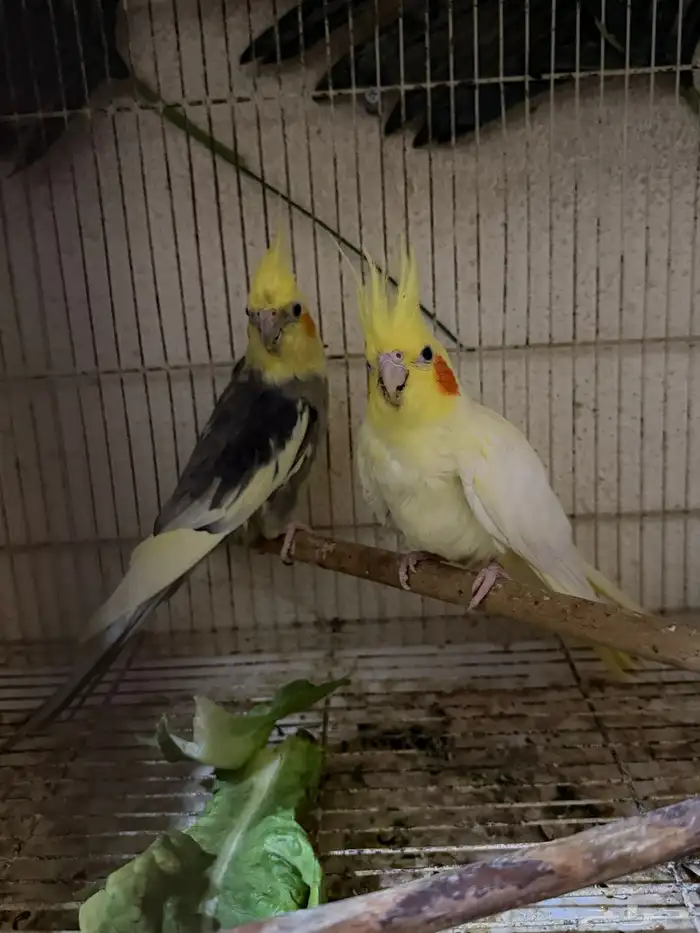 كروان منتج للبيع 3