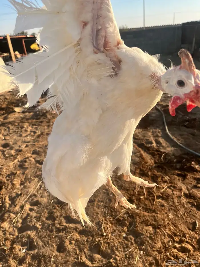 طقم دجاج حبشي 2