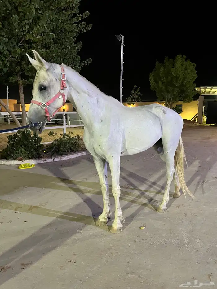 فرس شعبيه للبيع 2