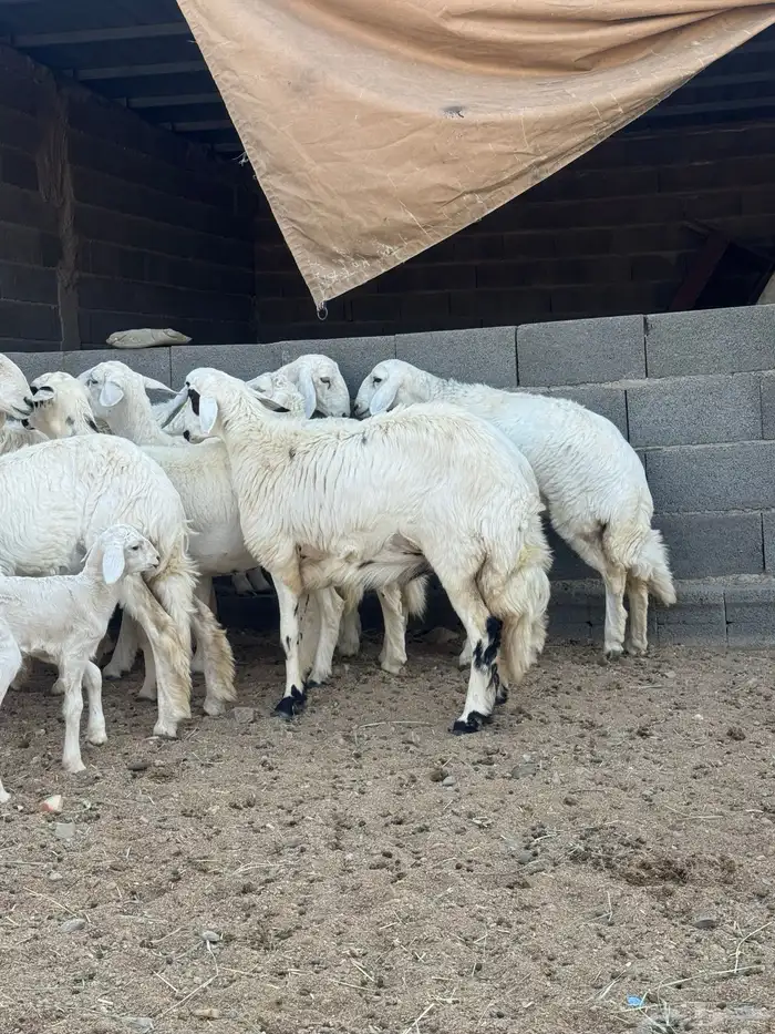 رخال صنف دفيع 2