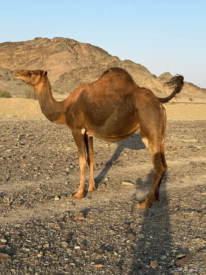 حمرا حرقانه لقحة 10 شهور 0