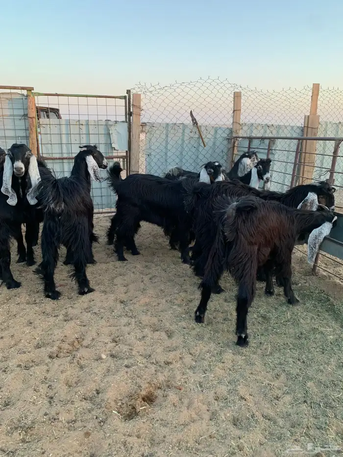 جفار للبيع 2