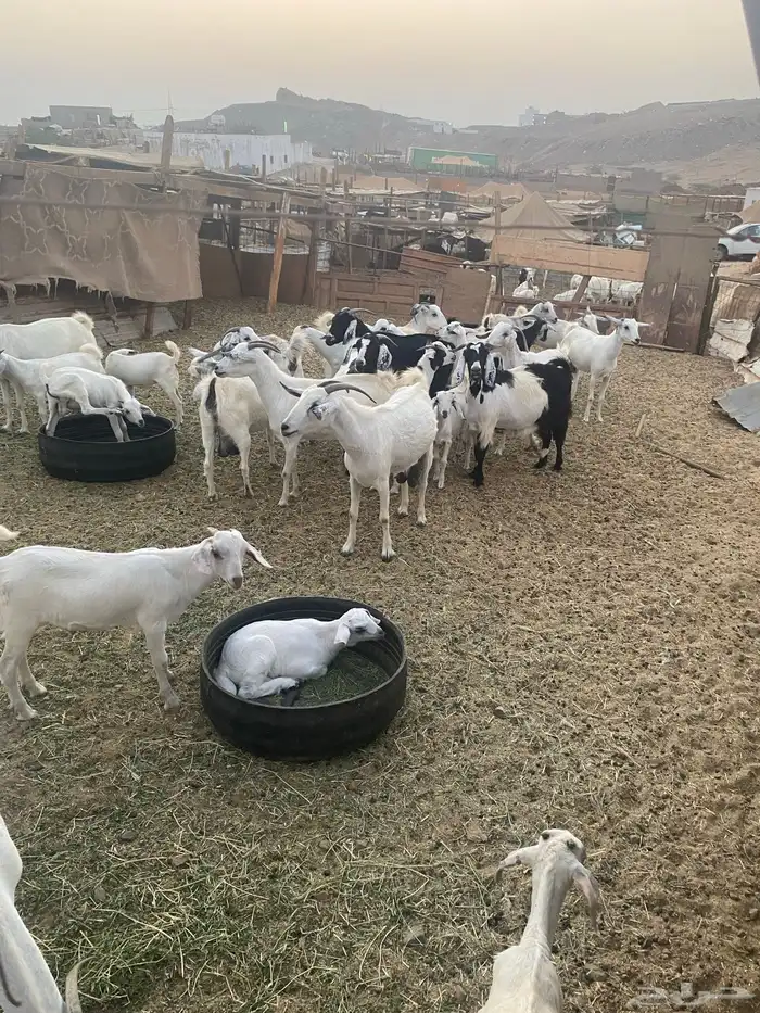 معزا بيشيات دفيع شرط 6