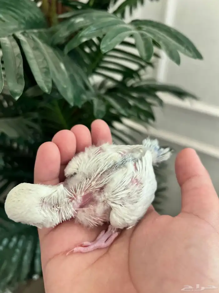 فرخ روز بلد اوبلاين جاهز لتدريب 1