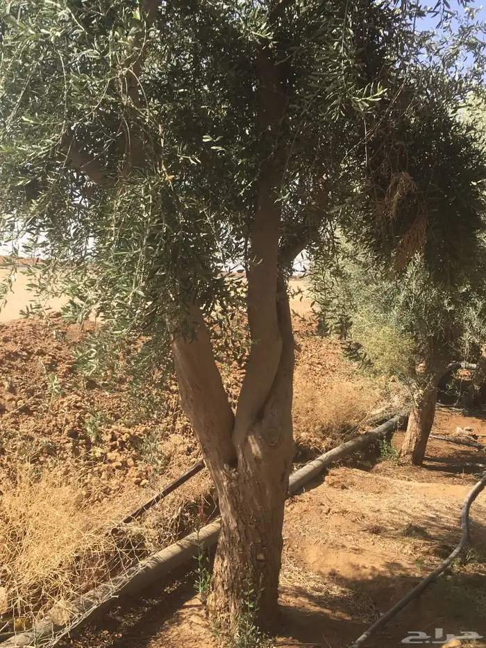 شجرزينون اشجار زيتون زيتون معمر 11
