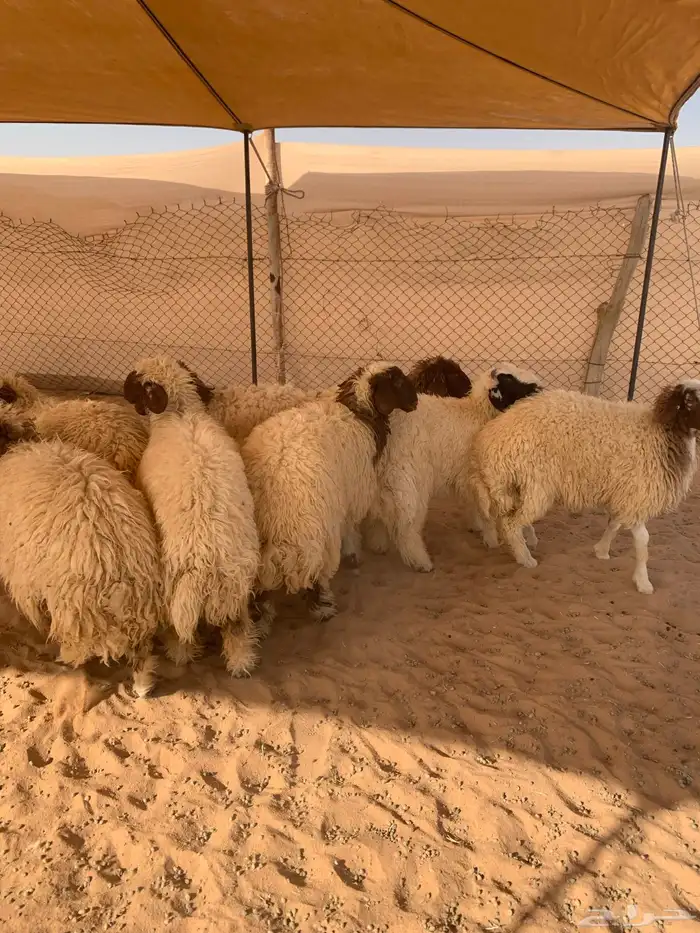نعيم ذبايح 1