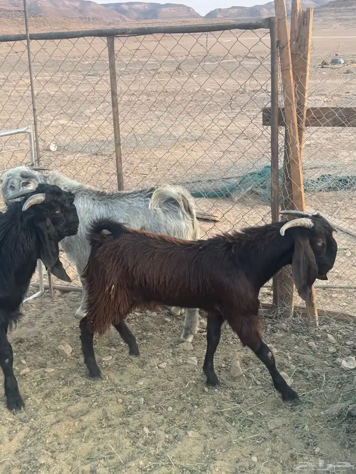سبعه تيوس 2