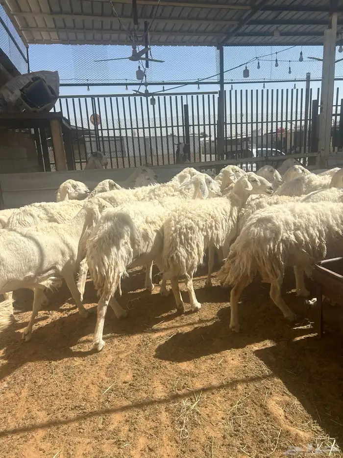 سوق غرب الرياض بن جربوع 3