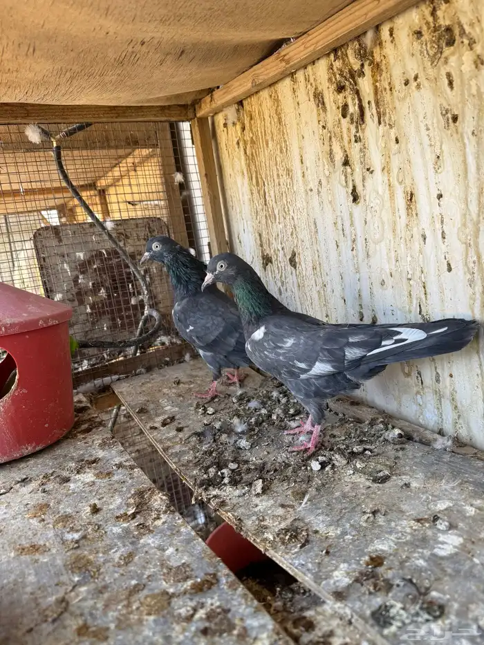 تيدي جلدار 4