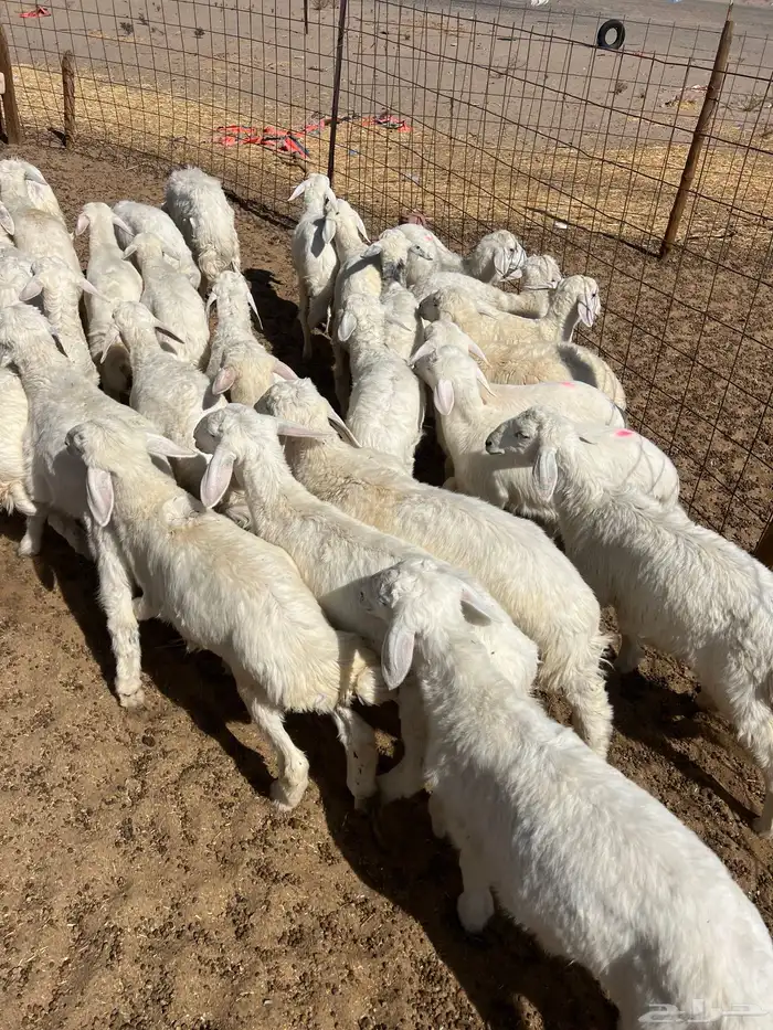 بهم تربيه من شهرين ونص إلى ثلاثة بهم نظيف العدد45 راس 7