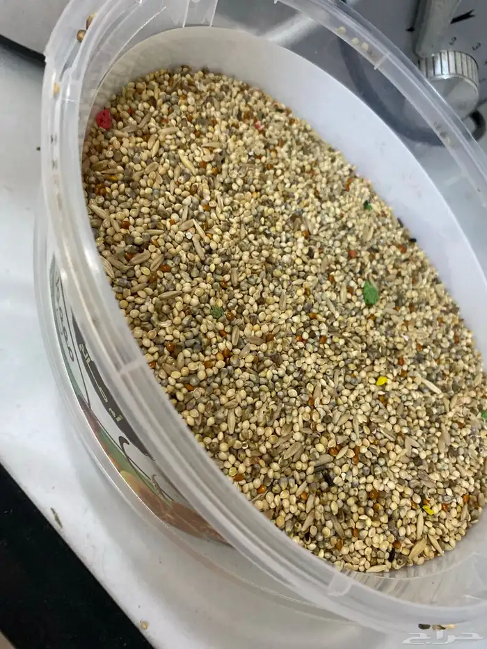 طيور بادجي صحه ممتازه زوج استرالي 0