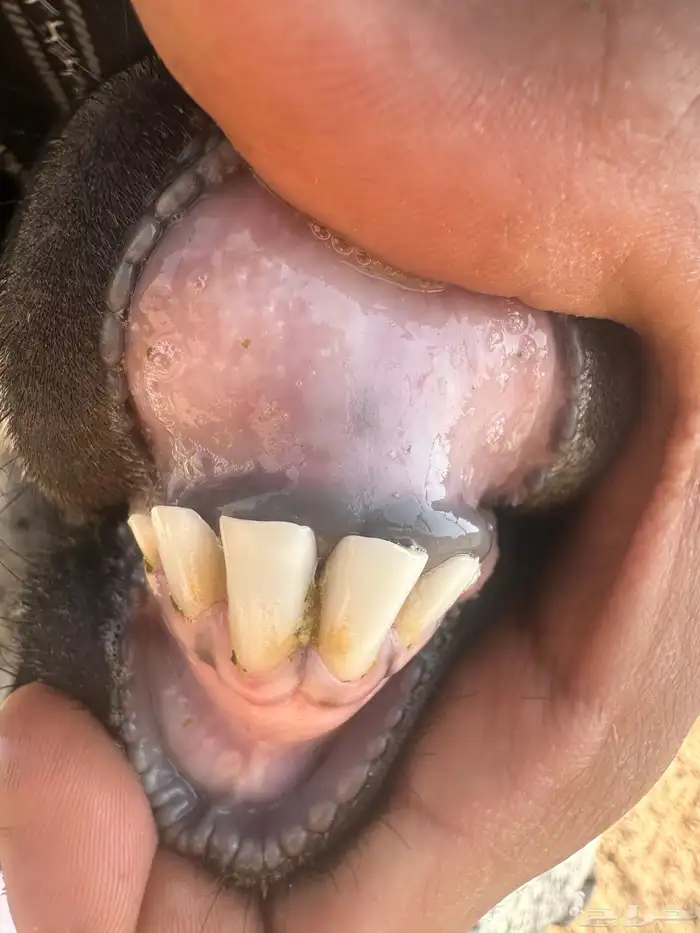 للبيع عنز تحتها جفره 2