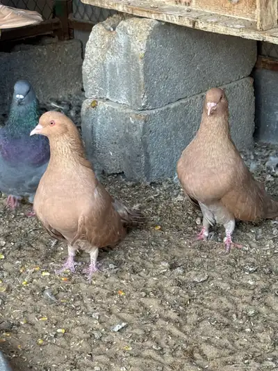 للبيع مجموعة حمام زينة index