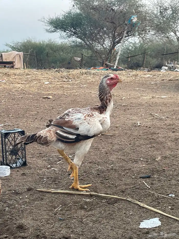 دجاج فارسي مع باكستاني 19