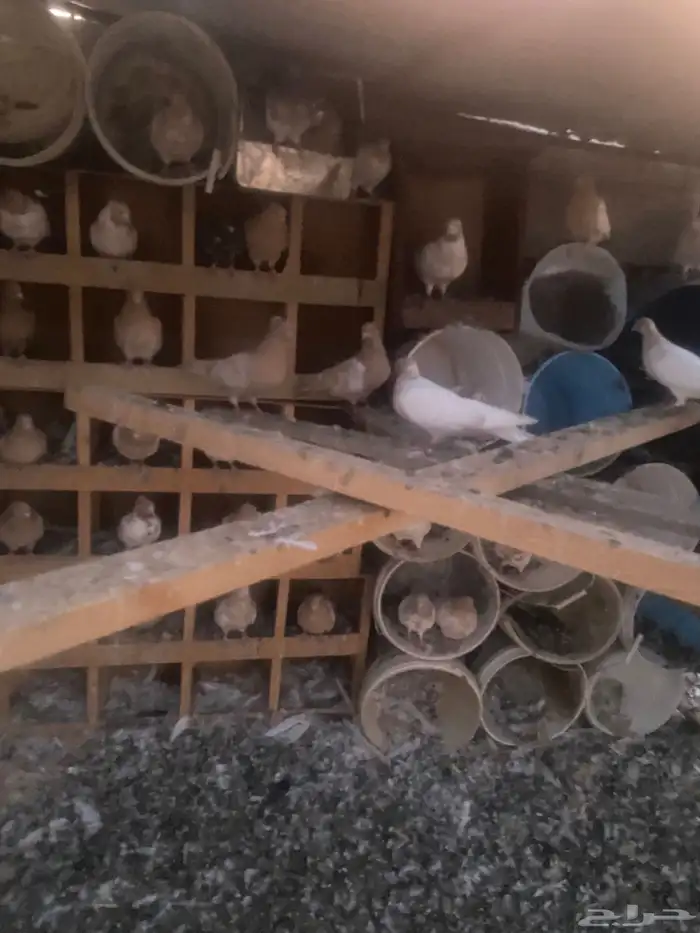 حمام ايراني 1