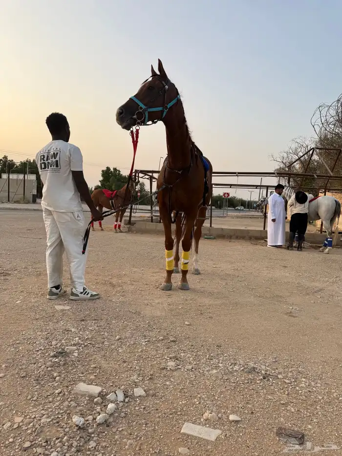 فرس انقليزية - حاضنة رمك 8