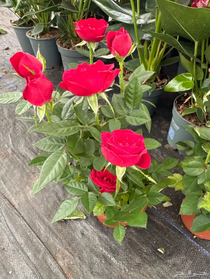 نباتات وأشجار طبيعي 1