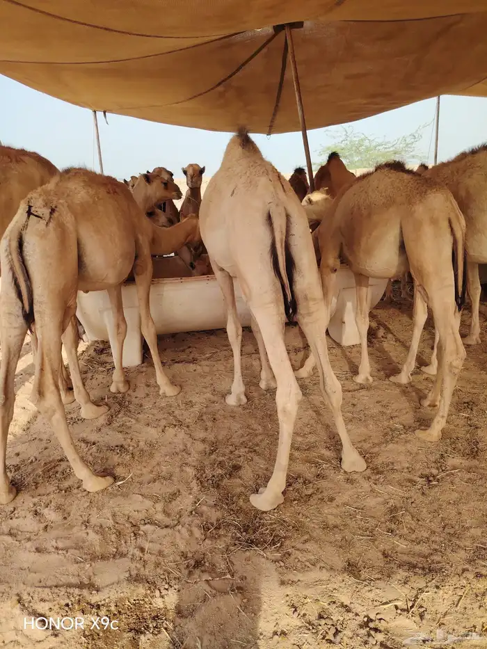 قعدان صومالية لحم ممتاز جملة وتفريد 0