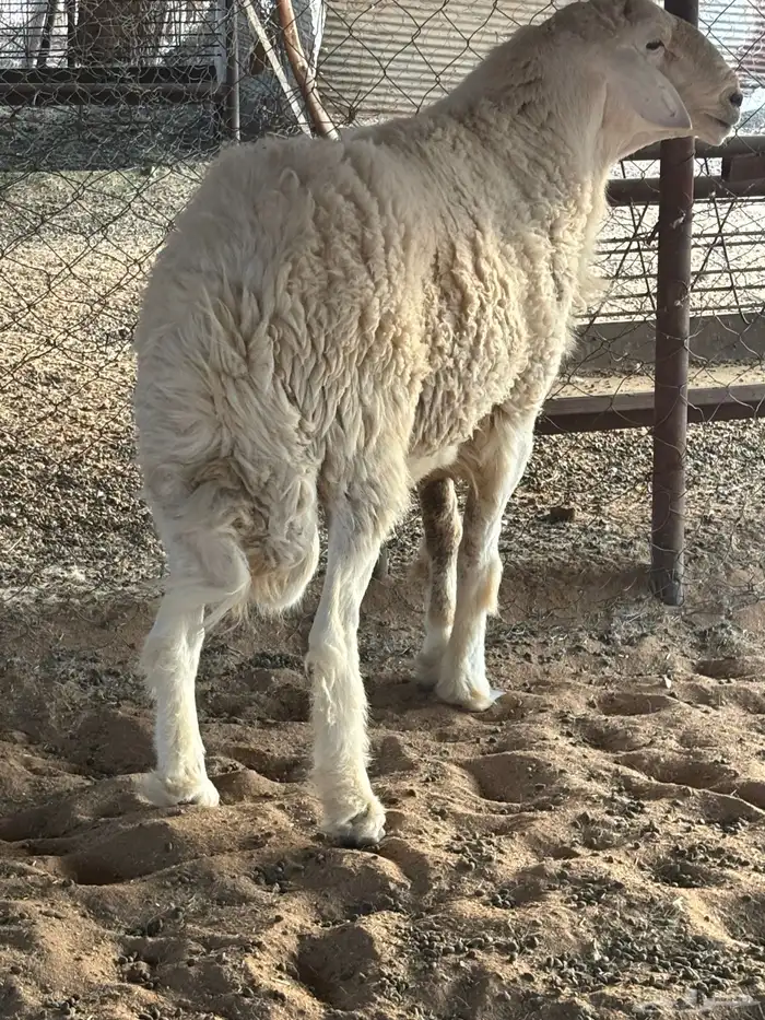 طلي فحل. صنف من اصول طيبه 7