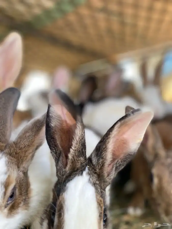 أرانب للبيع 2