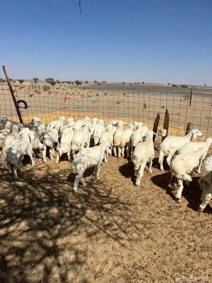 بهم تربيه من شهرين ونص إلى ثلاثة بهم نظيف العدد45 راس 16