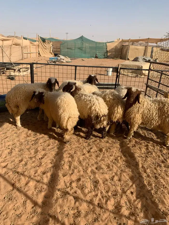 نعيم ذبايح 3