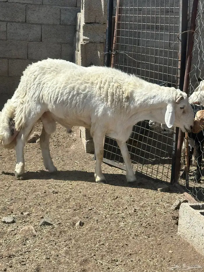 خروف فحل 2