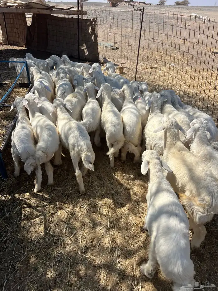 بهم تربيه من شهرين ونص إلى ثلاثة بهم نظيف العدد45 راس 2