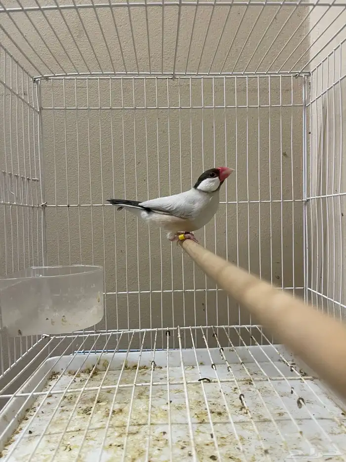 ذكر جاوا طفرة 4