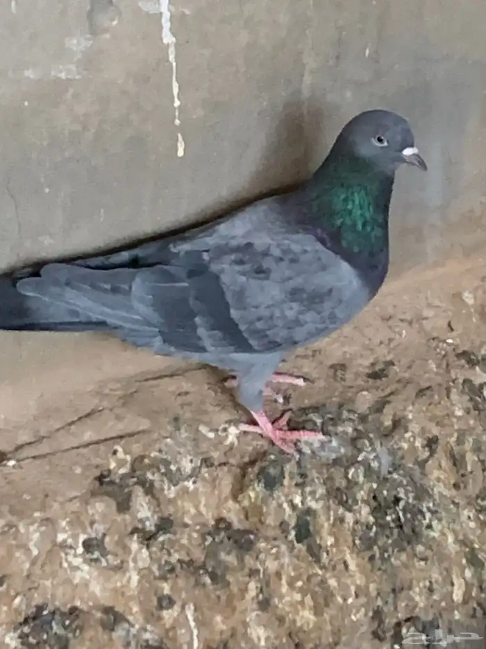حمام باكستاني البيع مستعجل 6