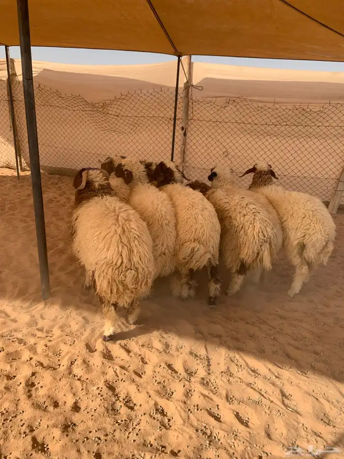 نعيم ذبايح 0