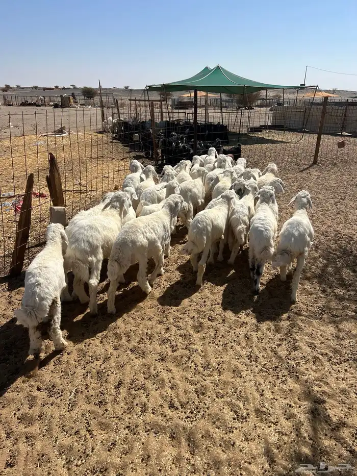 بهم تربيه من شهرين ونص إلى ثلاثة بهم نظيف العدد45 راس 15