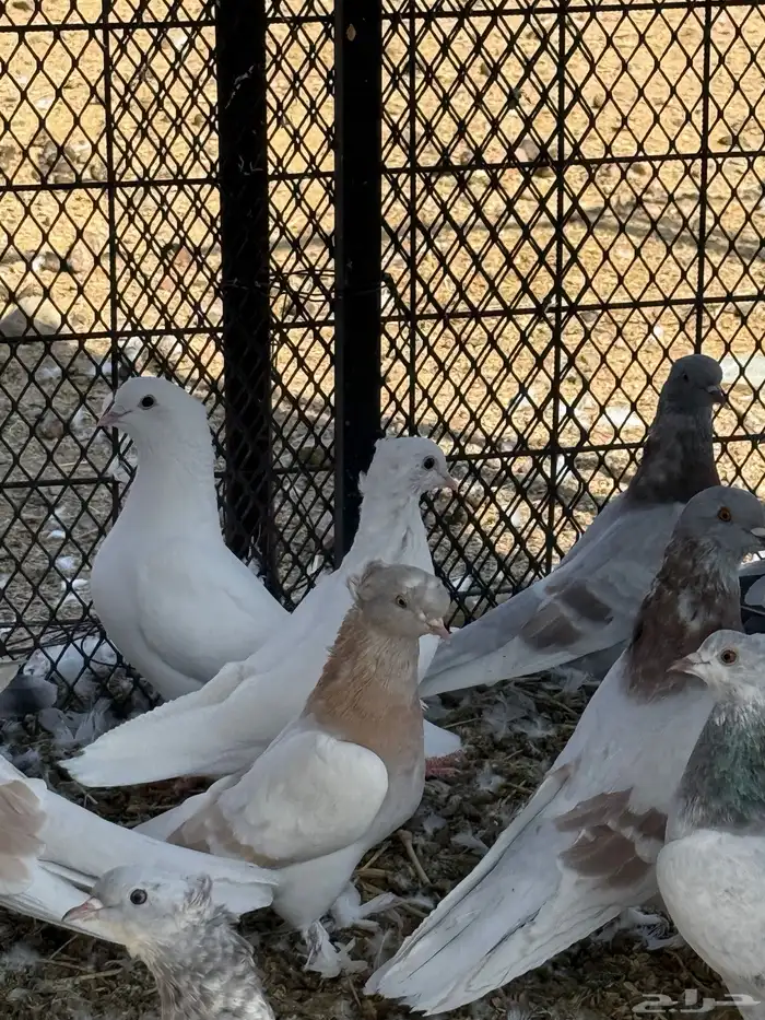 حمام تركي جميل جدا للبيع 3