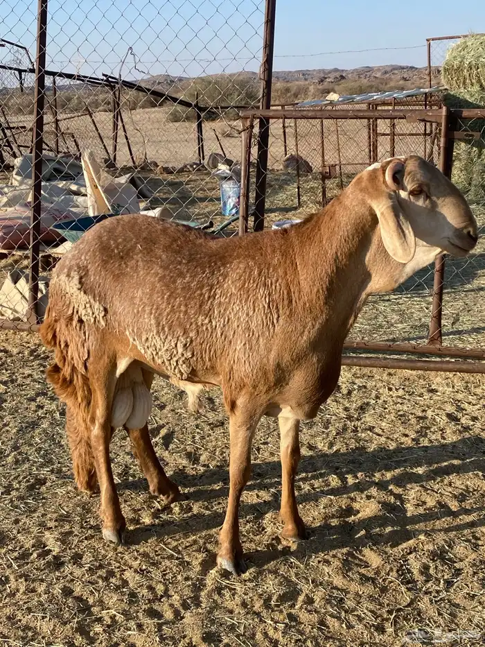 خروف سوكني من انتاج المراح 0