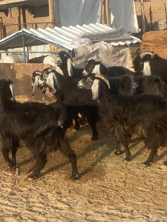 معزا عوارض 1