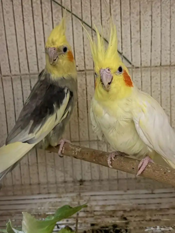 كروان منتج للبيع 0