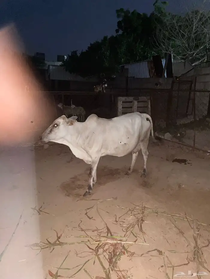 بقره للبيع جلد ليس فيها عيال 3