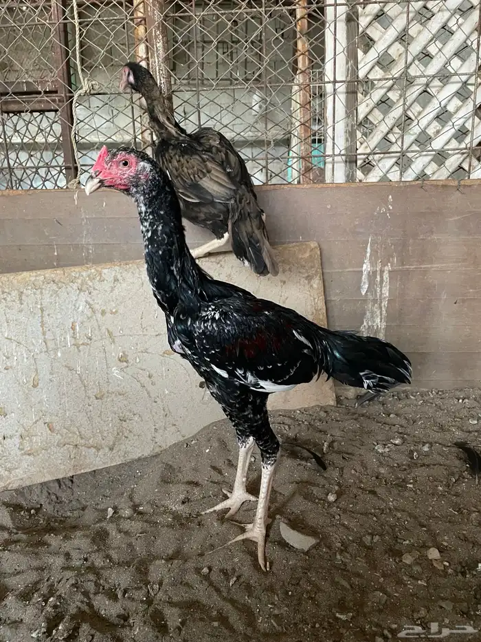 جوز سندي 1