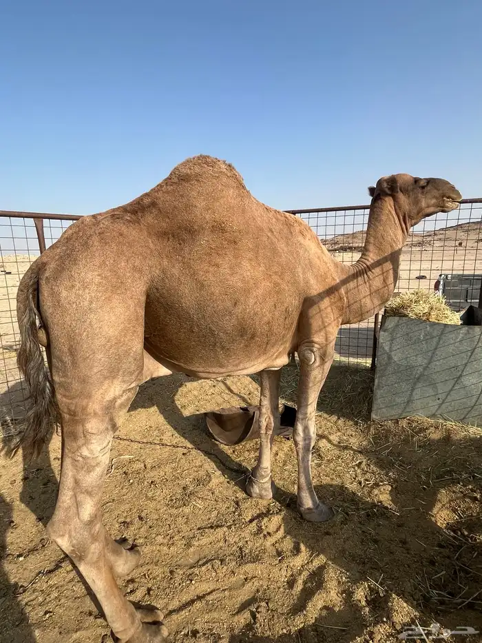 جمل احمر مشروط 2