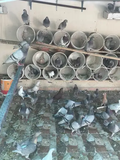 حمام فرنسي سيلفر index