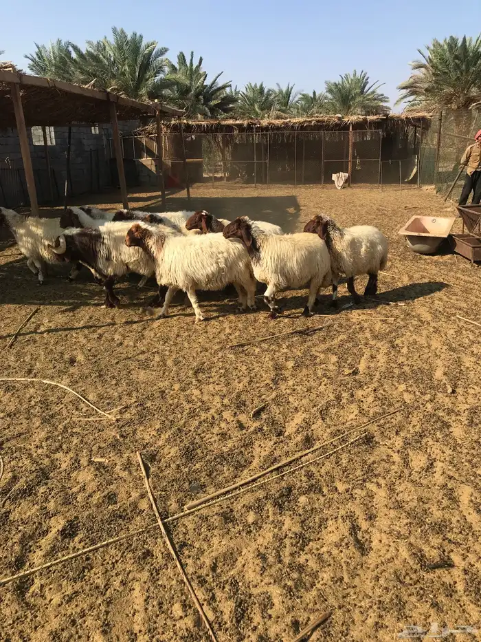 شياه نعيم صنف للبيع 0