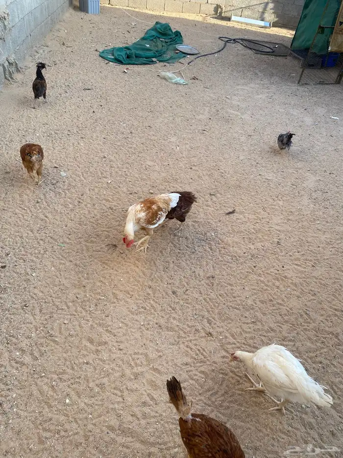 دجاج لوهمان 2