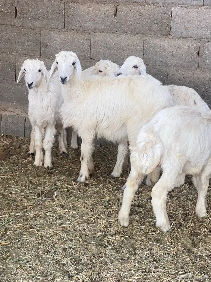 ذبايح طيبة نعيم 3