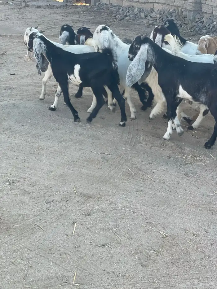 عنقان معزا 3