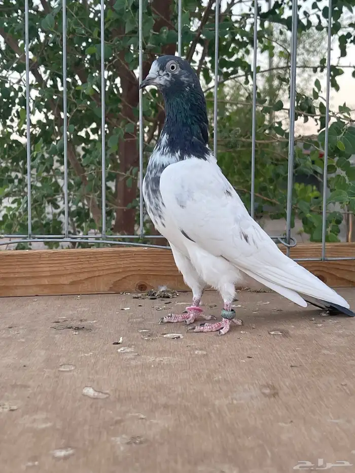 للبيع زوج تيدي سخي 2