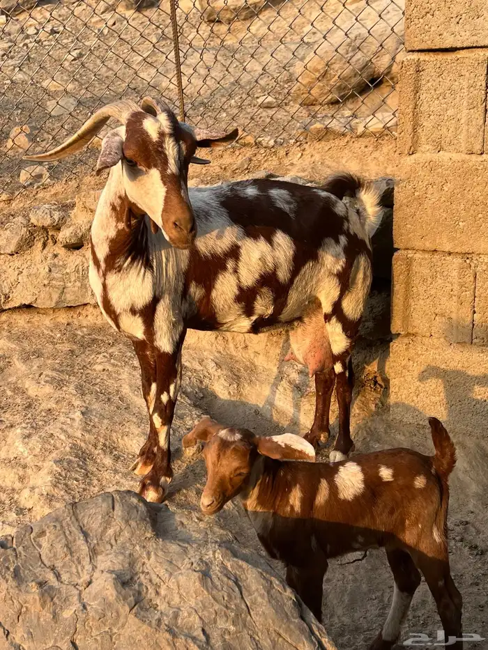 معزا مناتيج 4