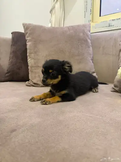 كلاب شيواوا index