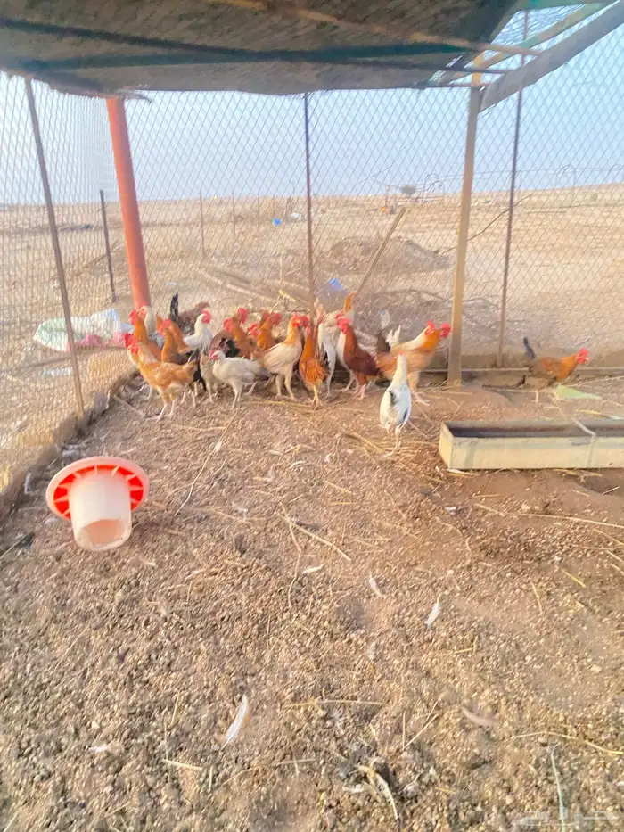 اللبيع ديكه 2