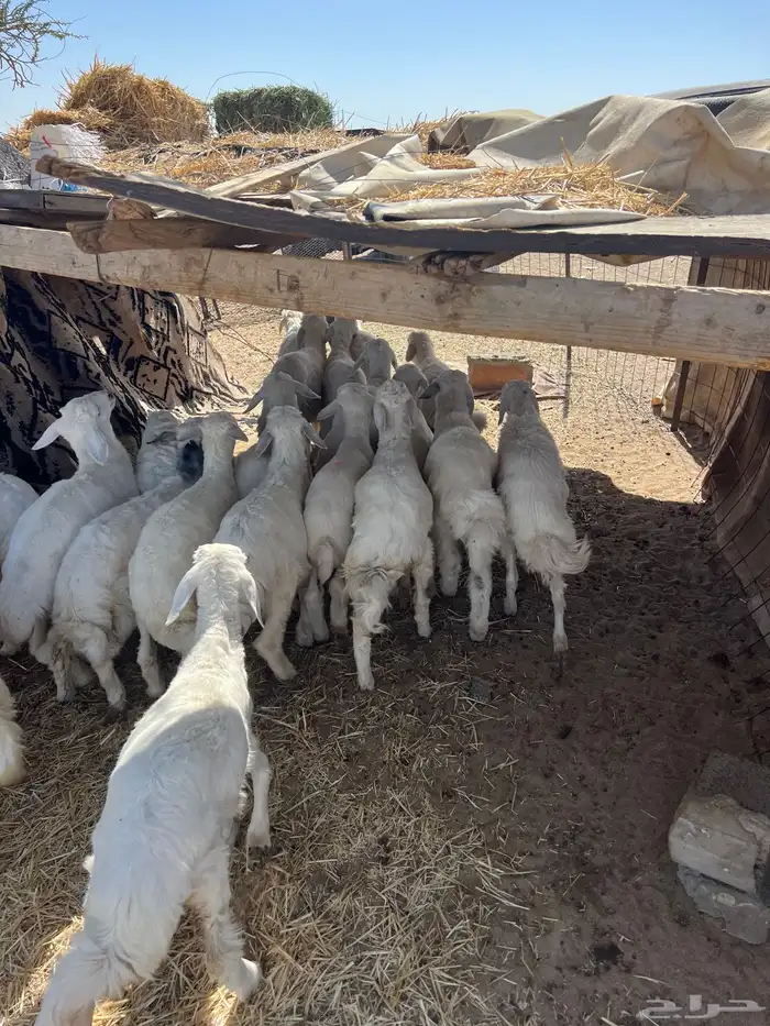 بهم تربيه من شهرين ونص إلى ثلاثة بهم نظيف العدد45 راس 0